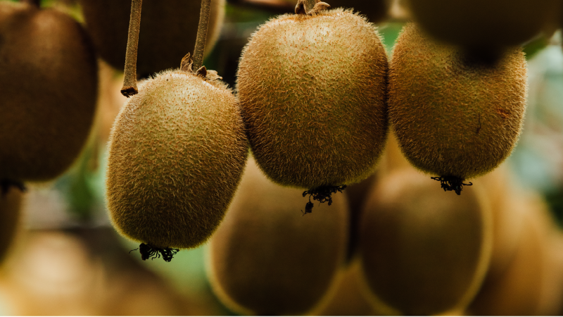 Zespri and the kiwifruit industry set to benefit from May start of NZ-EU FTA 