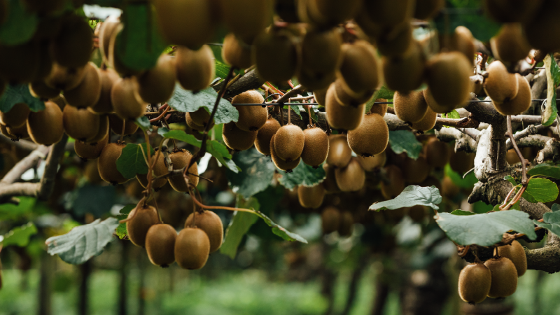 Zespri and the kiwifruit industry set to benefit from May start of NZ-EU FTA 