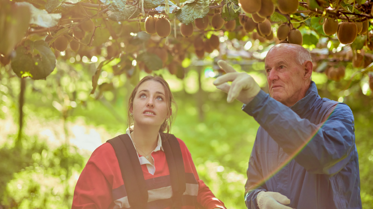 Older male and young female under kiwifruit canopy looking at fruit