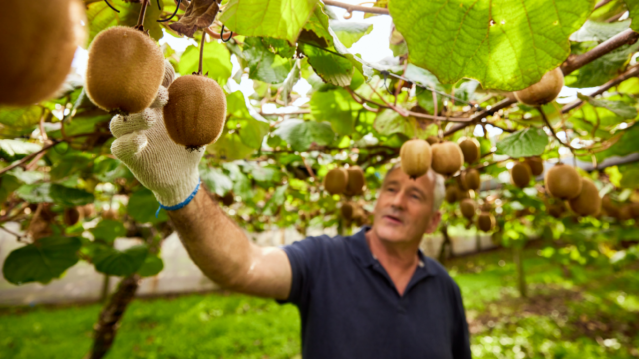 Man wearing glove holding kiwifruit hanging from vine