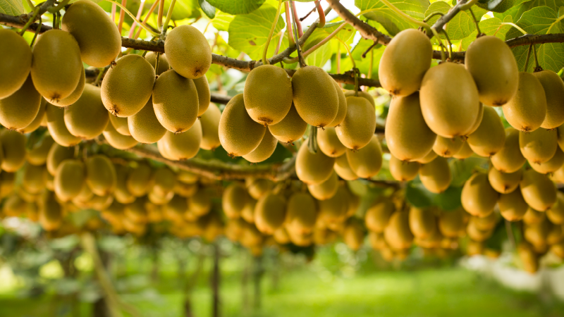 This is a image description coming from DAM