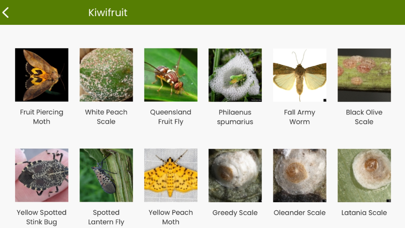 A gallery of pests seen on kiwifruit
