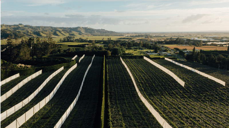 Craigs Investment Partners have issued a broker research note for ZGL