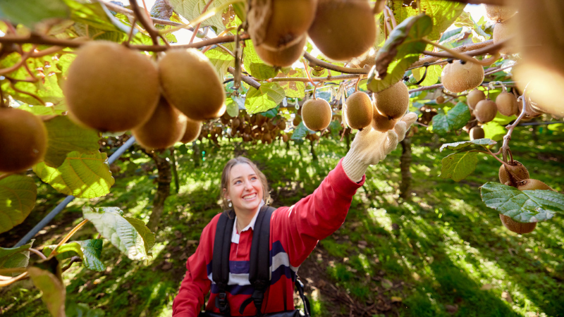 Applications now open for the 2026 Zespri Horticultural Scholarship