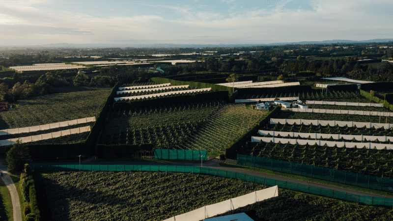 Kiwifruit industry partners with Government on five-year programme: more value from less 