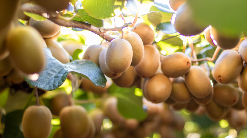 Zespri releases initial guidance for 2026-27 season