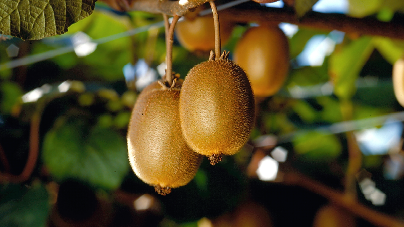 Strong demand and fruit quality drives positive forecast for Zespri growers