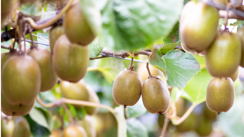 PVR Act amendments set to strengthen kiwifruit export value