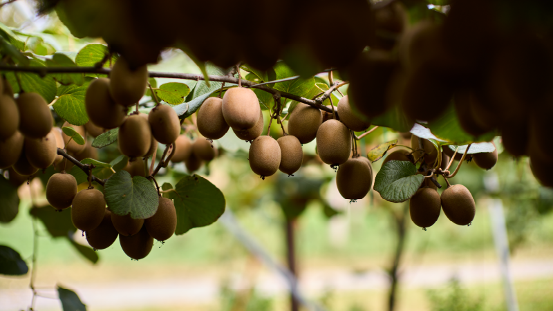 Zespri’s Producer Vote on the expansion of Zespri Global Supply gets underway