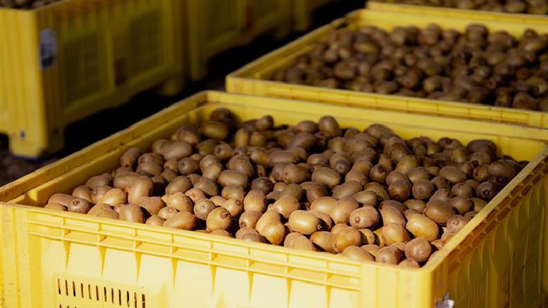 Zespri’s Northern Hemisphere sales season underway 